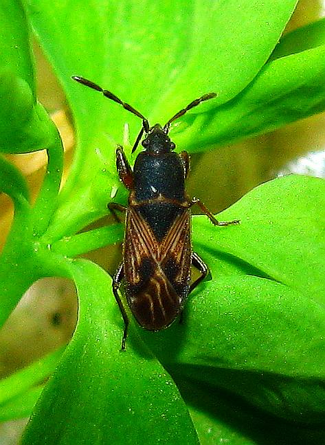 Lygaeidae: Icus angularis di Turchia (Istambul)